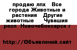 продаю лпх - Все города Животные и растения » Другие животные   . Чувашия респ.,Новочебоксарск г.